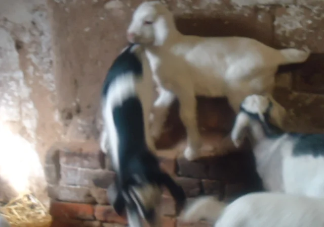 Продаются процентные нубийские козочки от высокоудойных коз - фото № 4