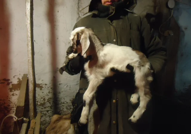 Продам процентный нубийских козочек от высокоудойных коз - фото № 4