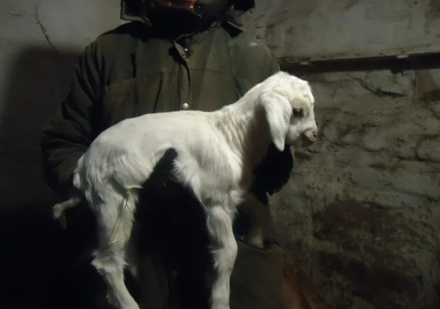 Продам процентный нубийских козочек от высокоудойных коз - фото № 5