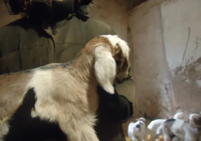 Продам процентный нубийских козочек от высокоудойных коз - фото № 6