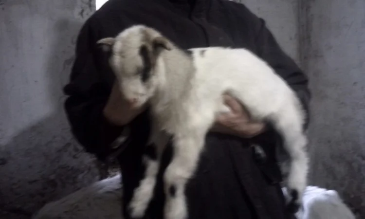 Продам красивых козликов нуболаманчей - фото № 2