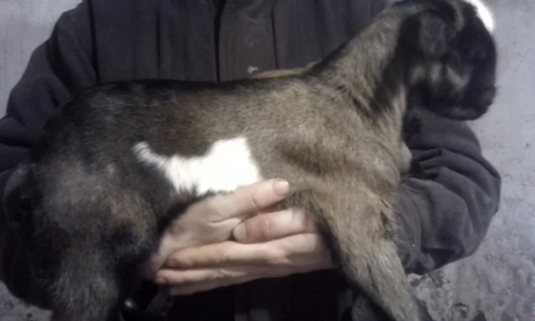 Продам красивых козликов нуболаманчей - фото № 3