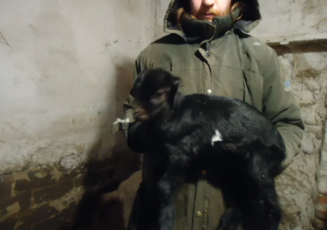 Продам красивых козликов нуболаманчей - фото № 4