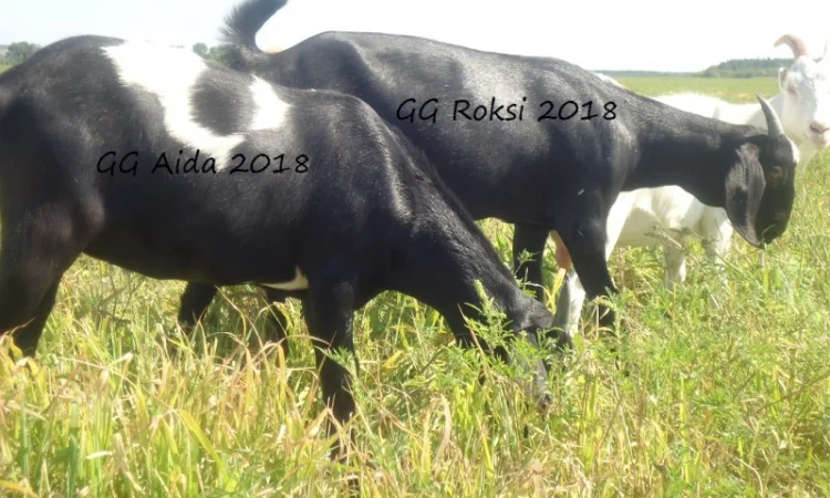 Продам пару - мать и дочь - черных нубийских коз с доставкой - фото № 1