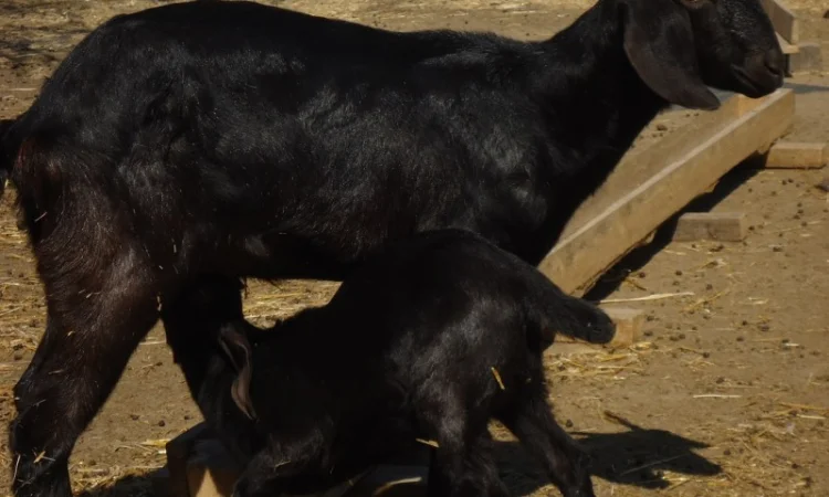 Продам пару - мать и дочь - черных нубийских коз с доставкой - фото № 3