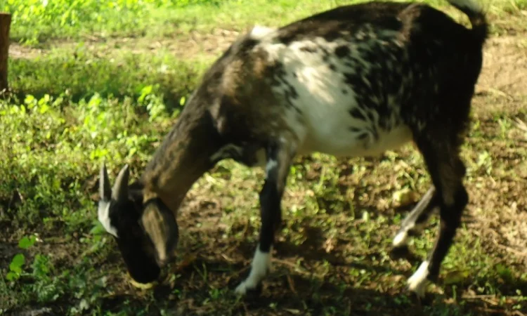 Продам пятимесячных нубийских козликов - фото № 1