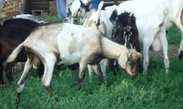 Продам пятимесячных нубийских козликов - фото № 2