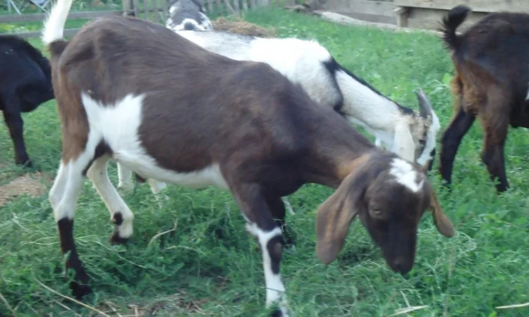 Продам пятимесячных нубийских козликов - фото № 3