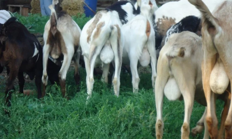 Продам пятимесячных нубийских козликов - фото № 4