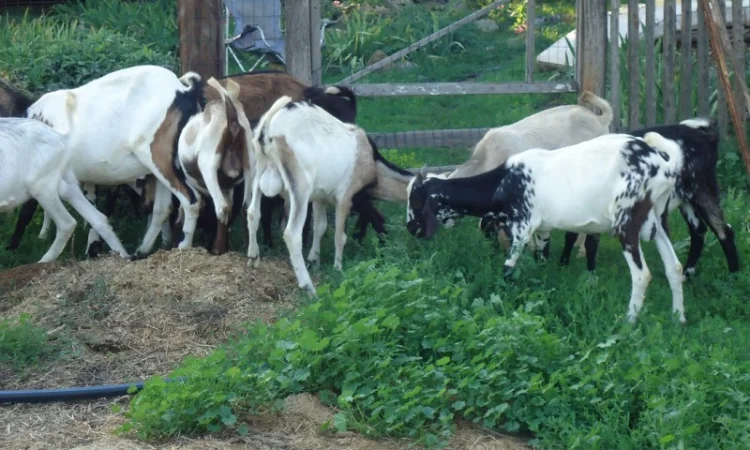 Продам пятимесячных нубийских козликов - фото № 6