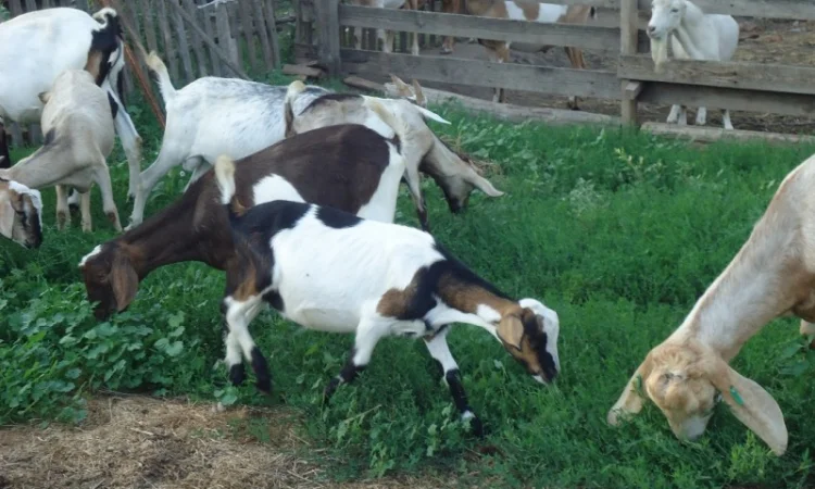 Продам пятимесячных нубийских козликов - фото № 7