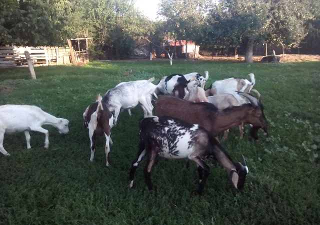 Продам пятимесячных нубийских козликов - фото № 8