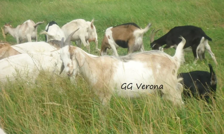 Продам 50% заано-нубийку, покрытую 100% нубийским козлом, удойной лини - фото № 1