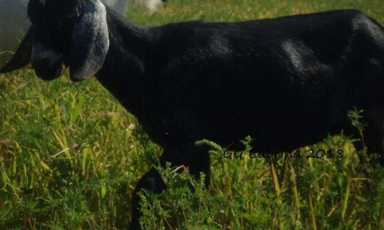 Продам 50% заано-нубийку, покрытую 100% нубийским козлом, удойной лини - фото № 2