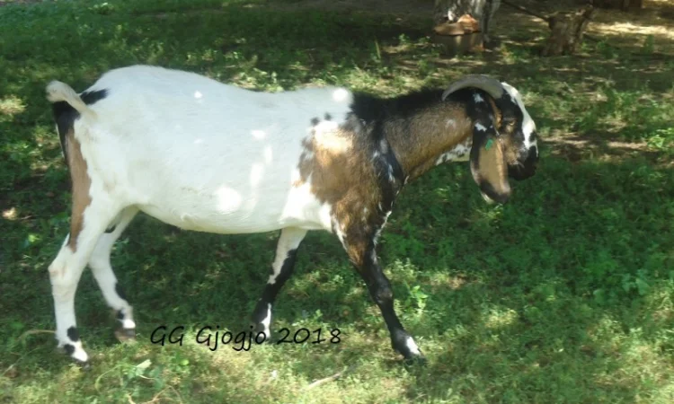 Продам 50% заано-нубийку, покрытую 100% нубийским козлом, удойной лини - фото № 3