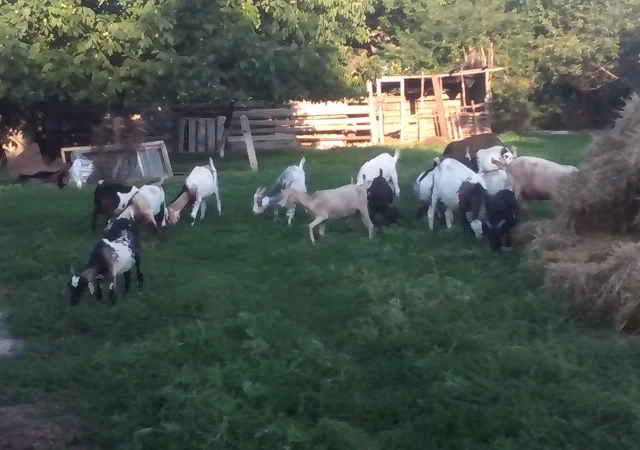 Продам 20 козликов на мясо, только оптом - фото № 1