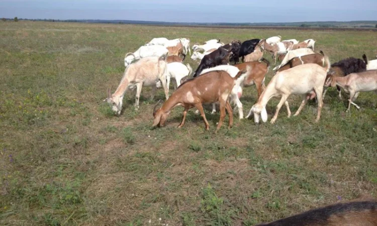 Продам нубийских годовалых козочек - фото № 1