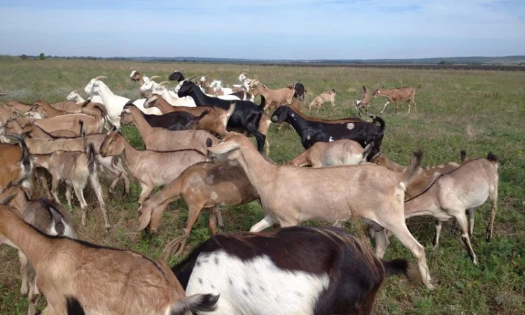 Продам нубийских годовалых козочек - фото № 2