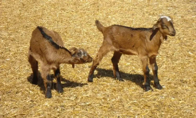 Продам красивих короткоухих козликів 75% нубійської крові - фото № 1