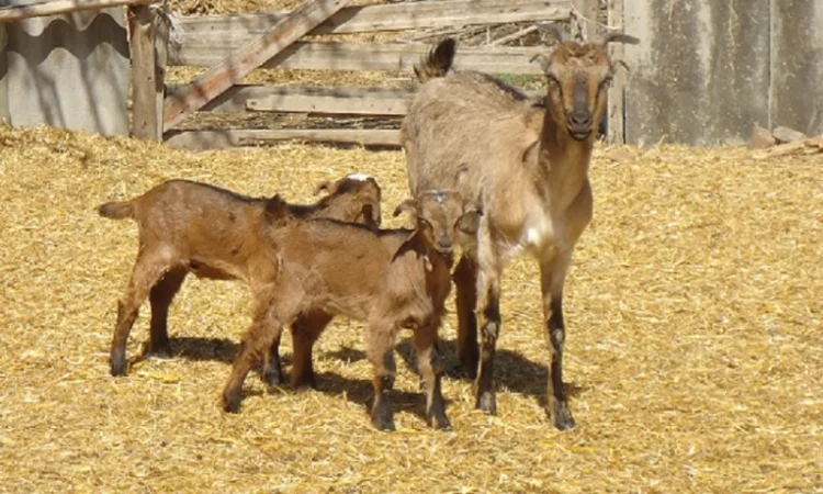 Продам красивых короткоухих козликов 75% нубийской крови, доставка - фото № 2