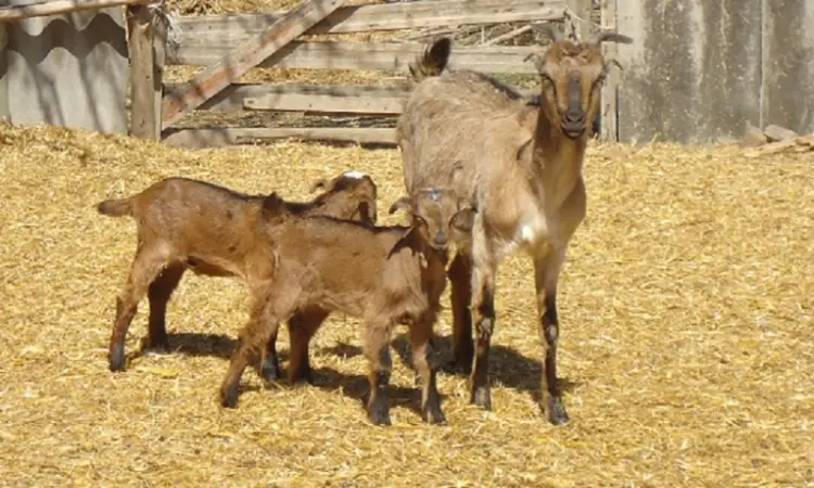Продам красивих короткоухих козликів 75% нубійської крові - фото № 2