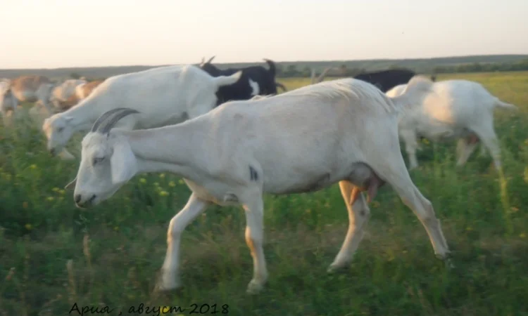 Продается дойная полукровная нубозааненская коза, покрытая нубийским козлом - фото № 1