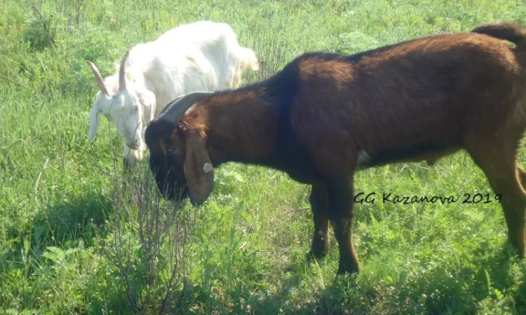 Продам дойную полукровную нубозааненскую козу покрытую 100% нубийским козлом - фото № 1