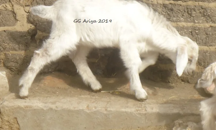 Продам козликов 75% нубийской крови - фото № 2