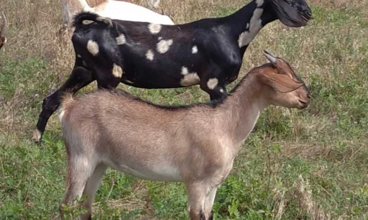 Нубийские козлята с доставкой - фото № 1
