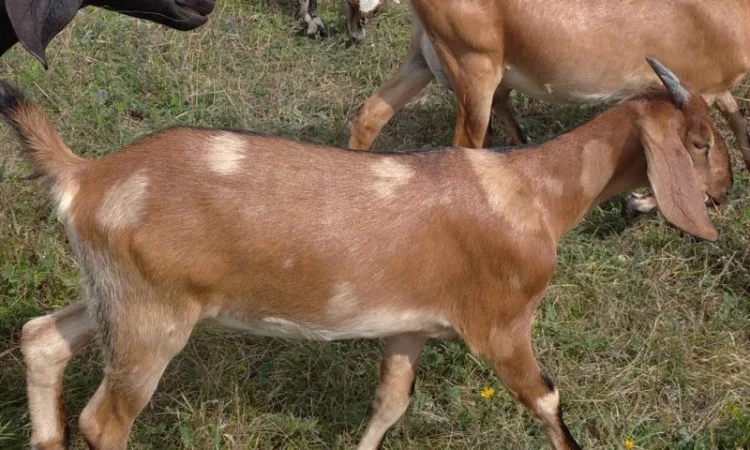 Нубийские козлята с доставкой - фото № 3