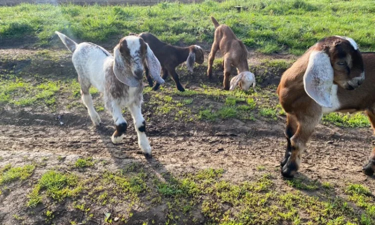 Продам англо-нубійські козенята - фото № 1
