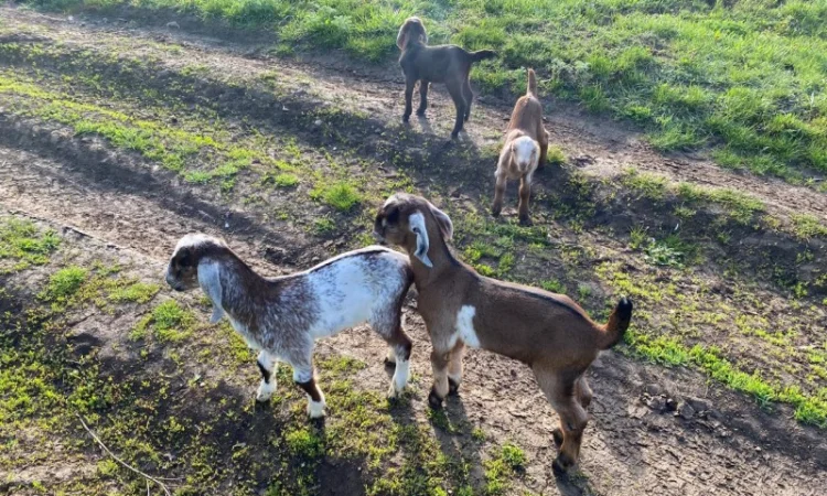 Продам англо-нубійські козенята - фото № 2