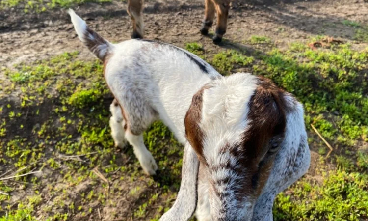 Продам англо-нубійські козенята - фото № 3