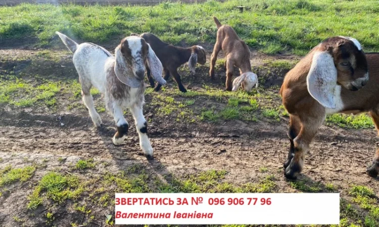 Продам англо-нубійські козенята - фото № 4