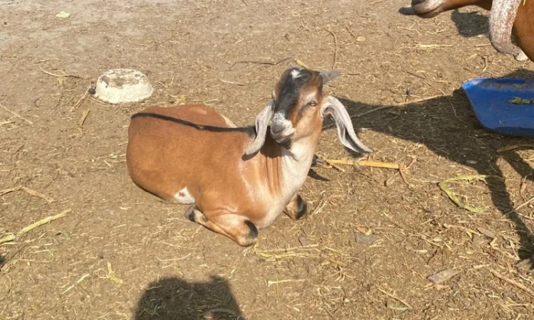 Продам англо-нубійські козенята - фото № 5