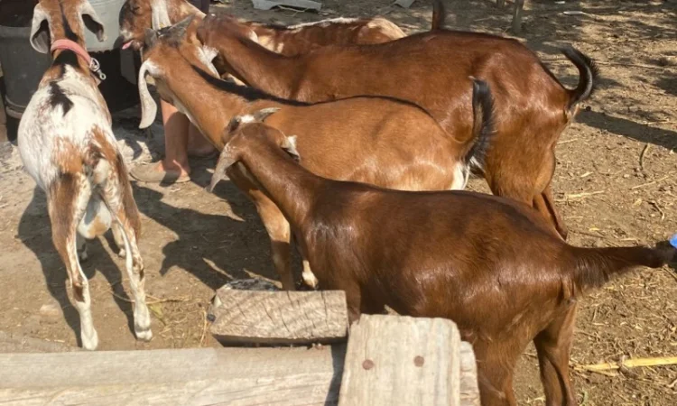 Продам англо-нубійські козенята - фото № 6