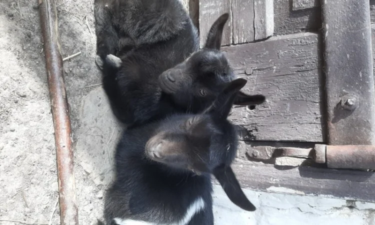 Продам козочек дойных коз и козликов породистых - фото № 1