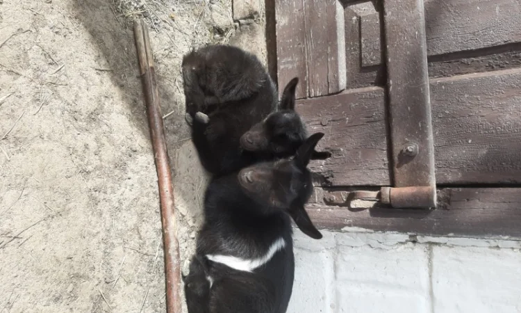 Продам козочек дойных коз и козликов породистых - фото № 2