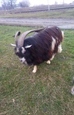 Продам козлят - фото № 1