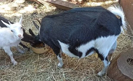 Породам козенят, цапів, кіз - фото № 1