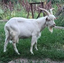 Породам козенят, цапів, кіз - фото № 2