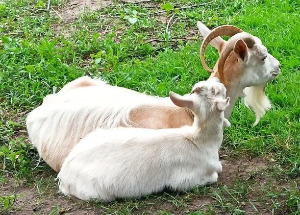 Породам козенят, цапів, кіз - фото № 3