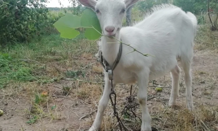 Продам кізочку козичку козеня Зааненська порода 3 місяці - фото № 1