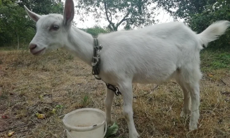 Продам кізочку козичку козеня Зааненська порода 3 місяці - фото № 3