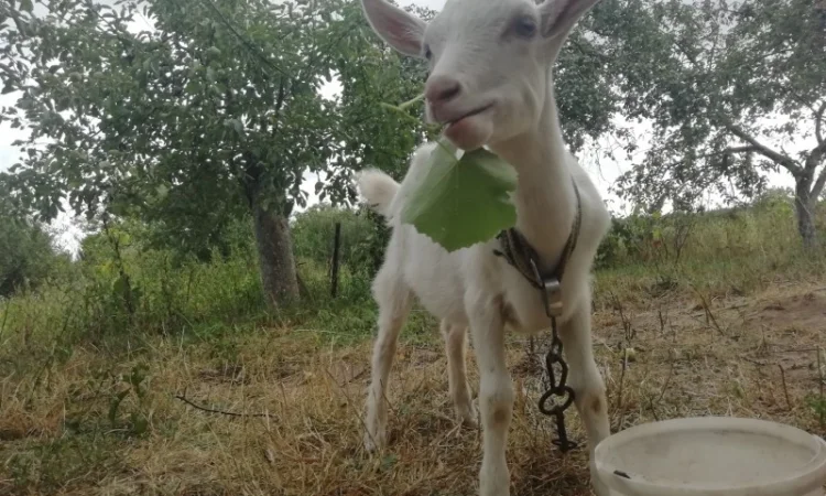 Продам кізочку козичку козеня Зааненська порода 3 місяці - фото № 4