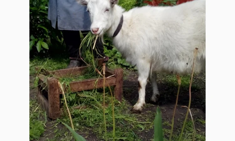 Продам ДІЙНУ КОЗУ молочної породи - фото № 1