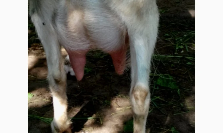 Продам ДІЙНУ КОЗУ молочної породи - фото № 2