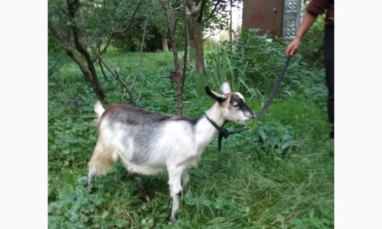 Продам молодих козочок молочної породи - фото № 1
