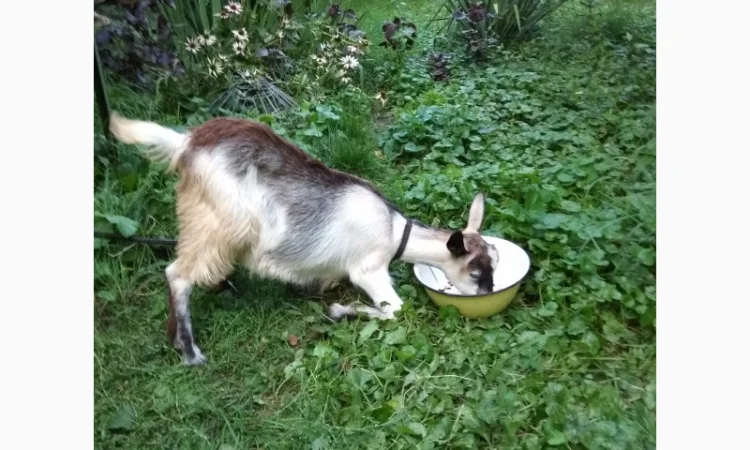 Продам молодих козочок молочної породи - фото № 2