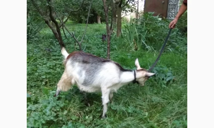 Продам молодих козочок молочної породи - фото № 3